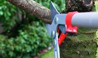 Tree Pruning Services in Milwaukee WI