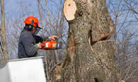 Tree Removal in Milwaukee WI